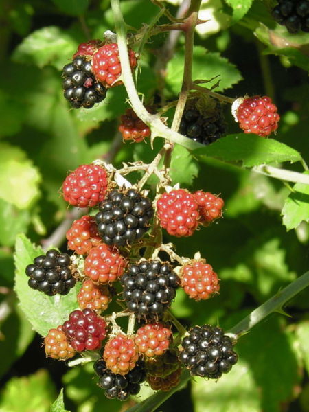 moras2