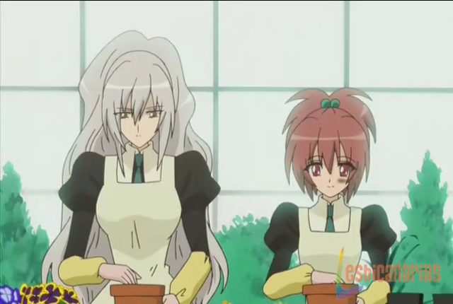 Strawberry Panic 5y6-10